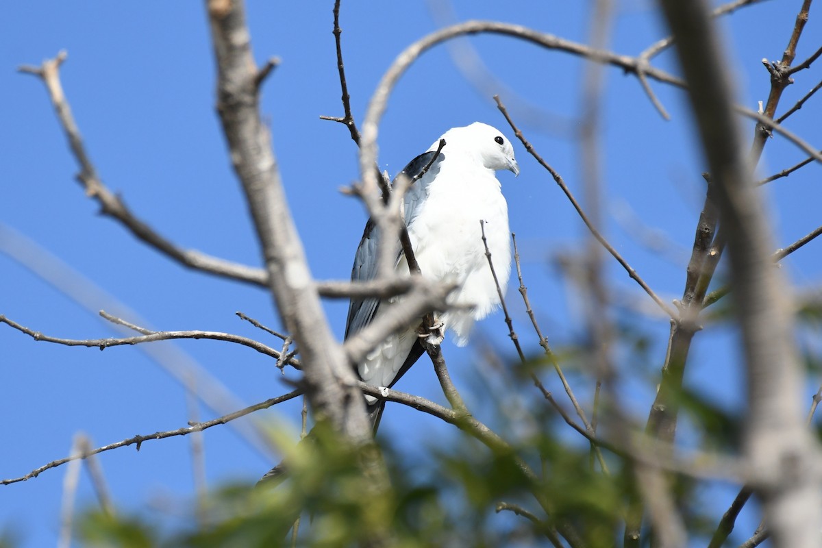 Swallow-tailed Kite - ML640036345