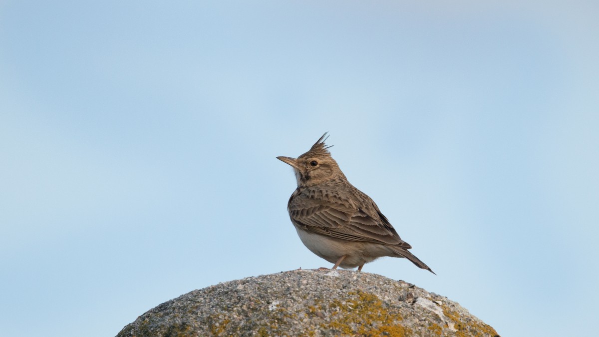 Crested Lark - ML640036359