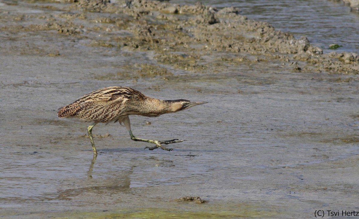 Eurasian Bittern - ML640036380