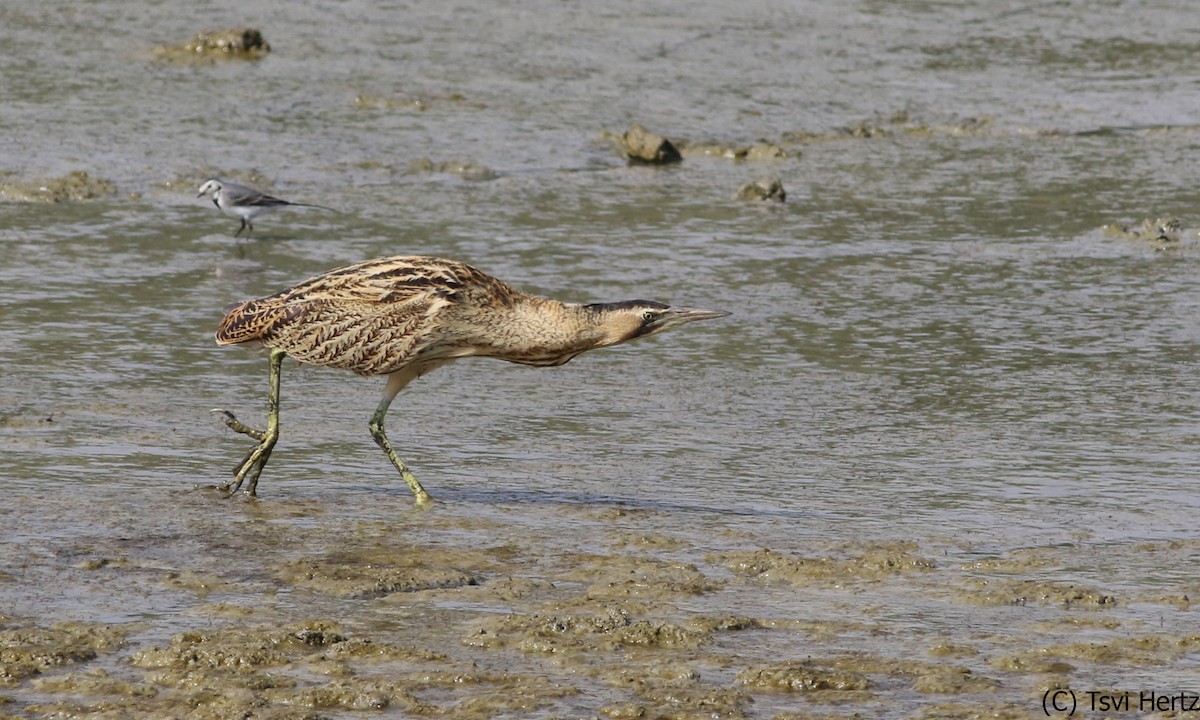 Eurasian Bittern - ML640036381