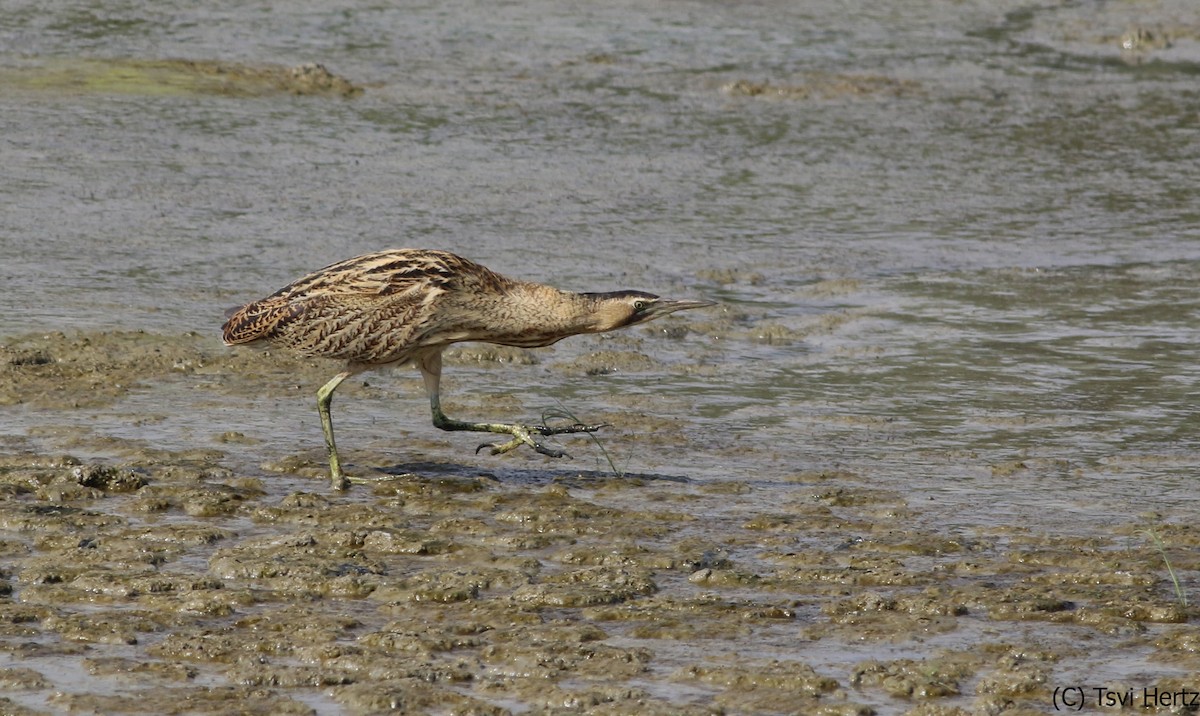 Eurasian Bittern - ML640036382