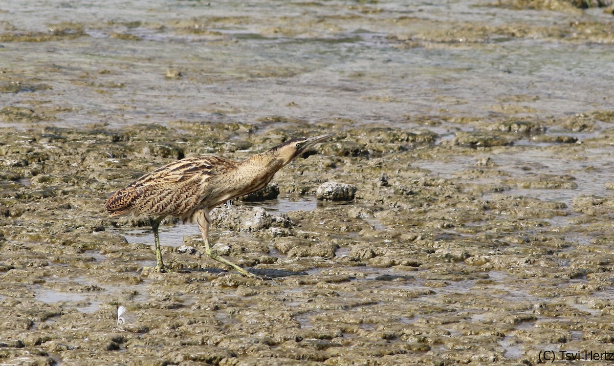 Eurasian Bittern - ML640036383