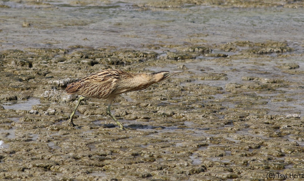 Eurasian Bittern - ML640036384