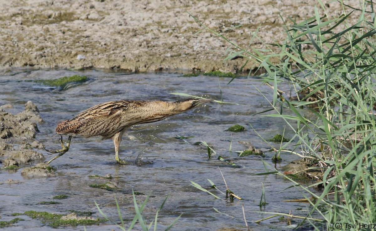 Eurasian Bittern - ML640036385
