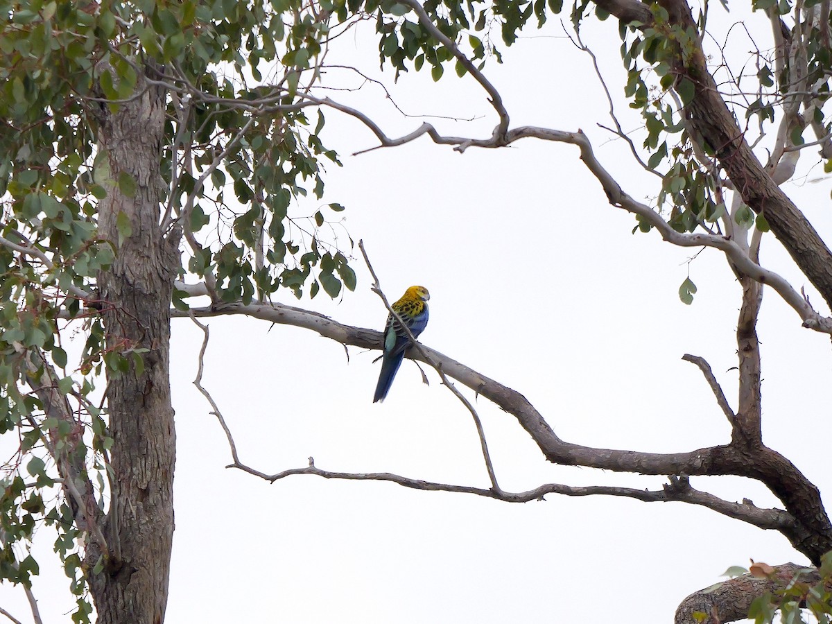 Pale-headed Rosella - ML640036390