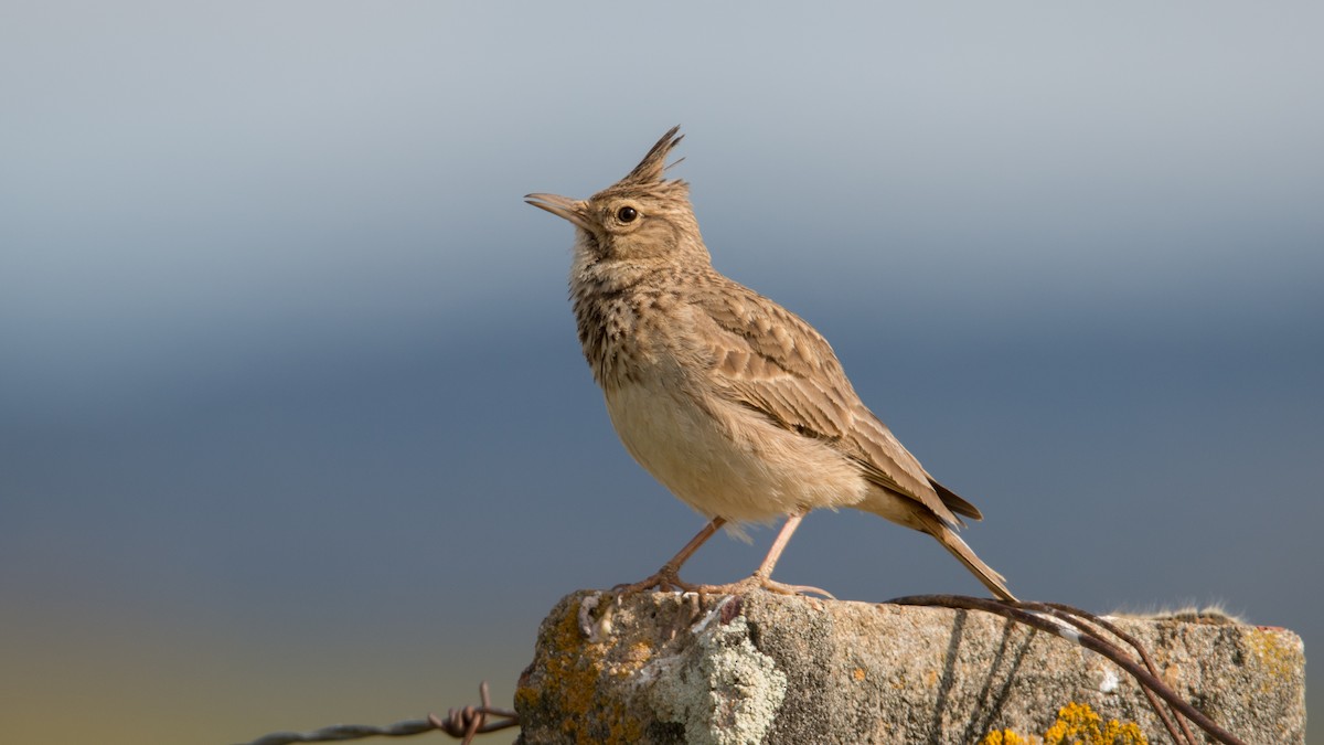 Crested Lark - ML640036407