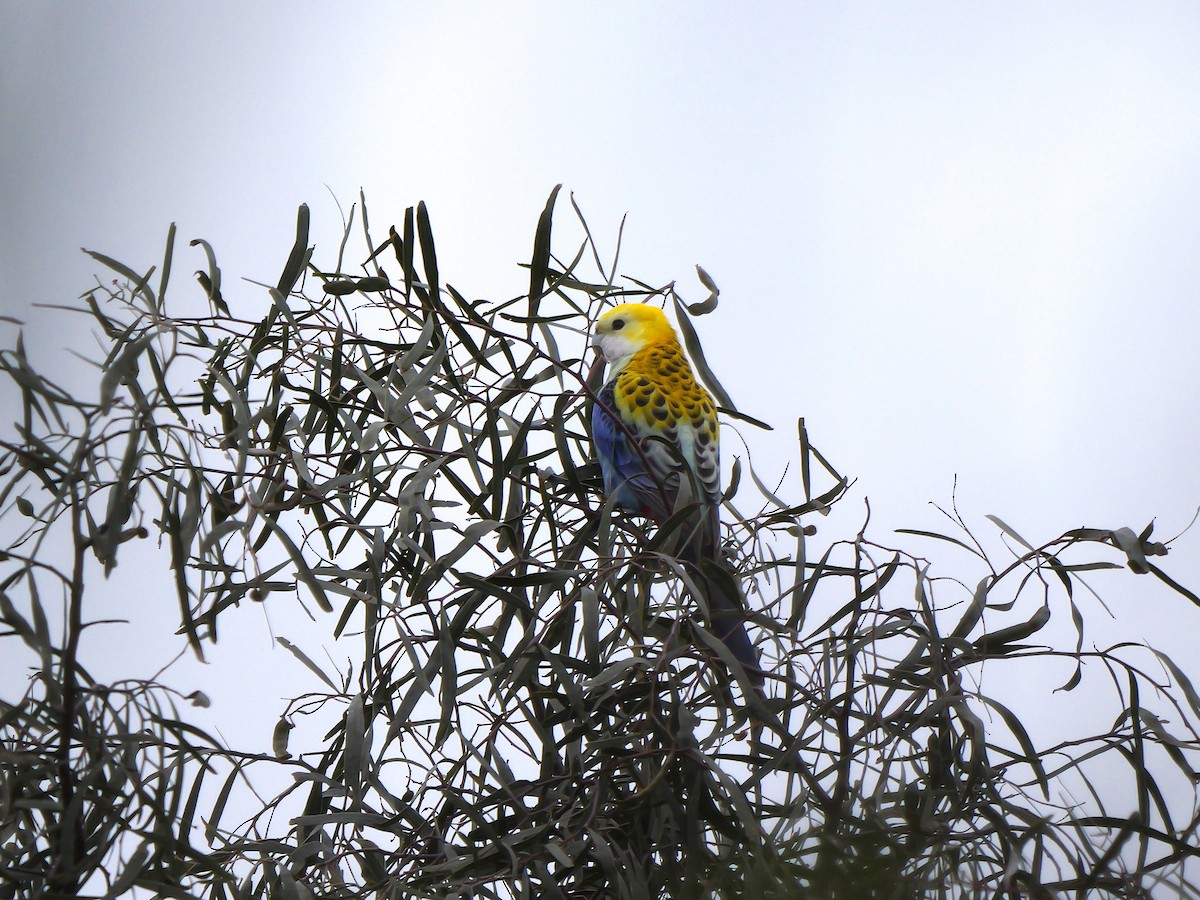 Pale-headed Rosella - ML640036518