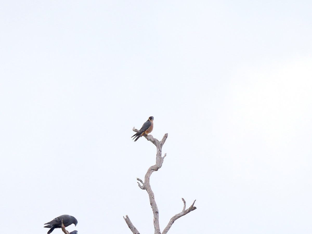 Australian Hobby - ML640036523