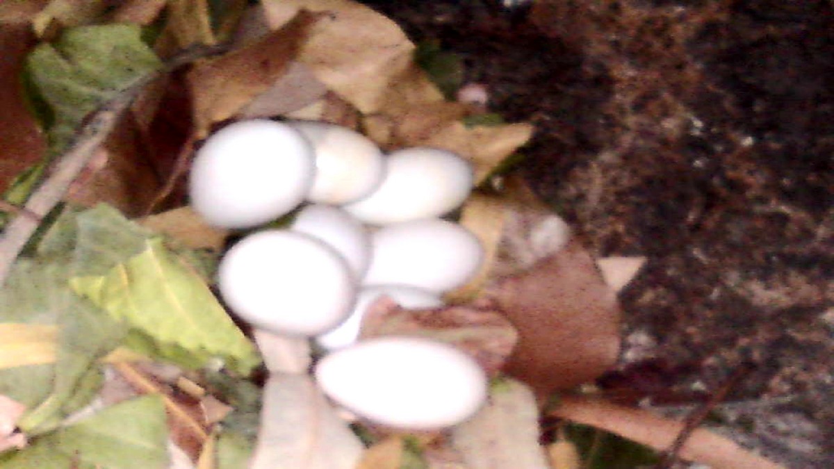 jiřička modrolesklá (ssp. hesperia) - ML640036532