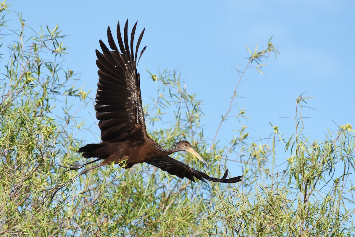 Limpkin - ML640036556