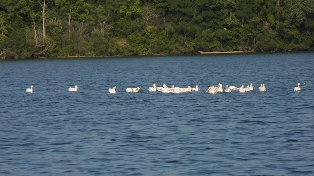 American White Pelican - ML640036560
