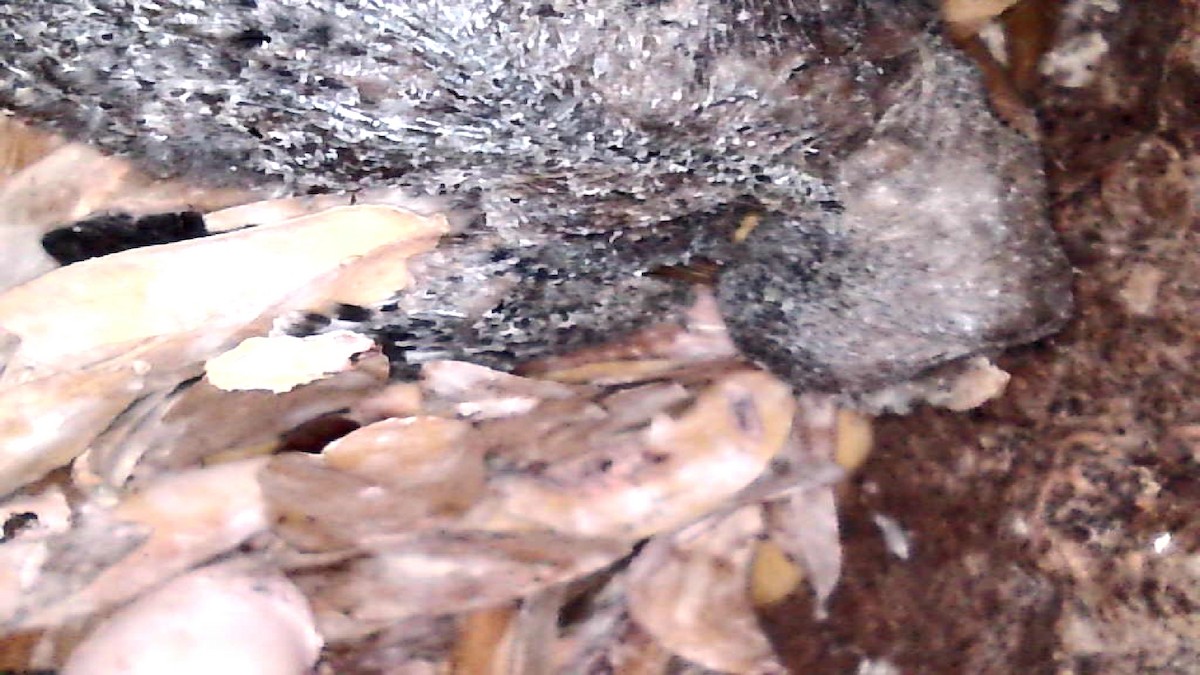 jiřička modrolesklá (ssp. hesperia) - ML640036567