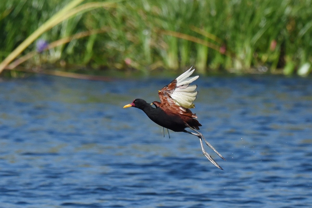 Wattled Jacana - ML640036574