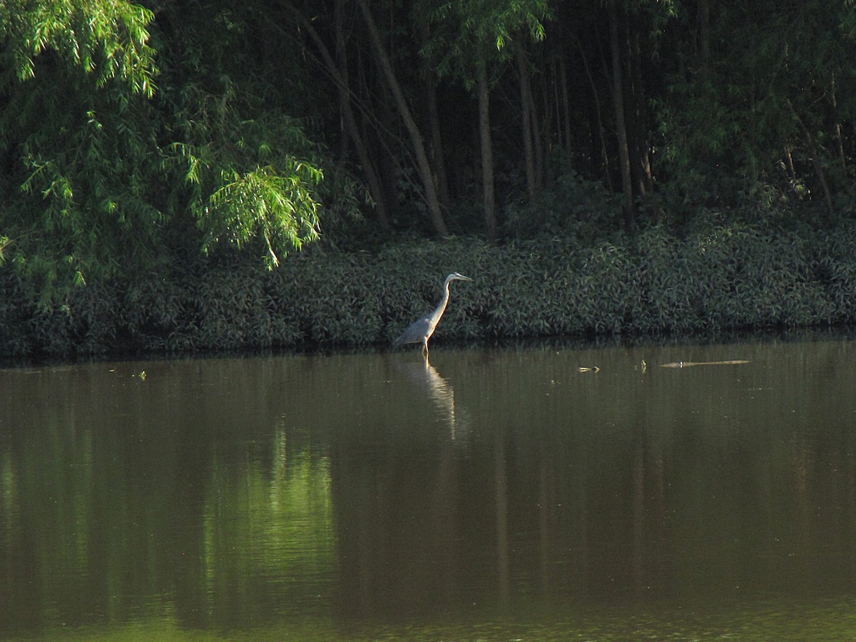 Great Blue Heron - ML640036575
