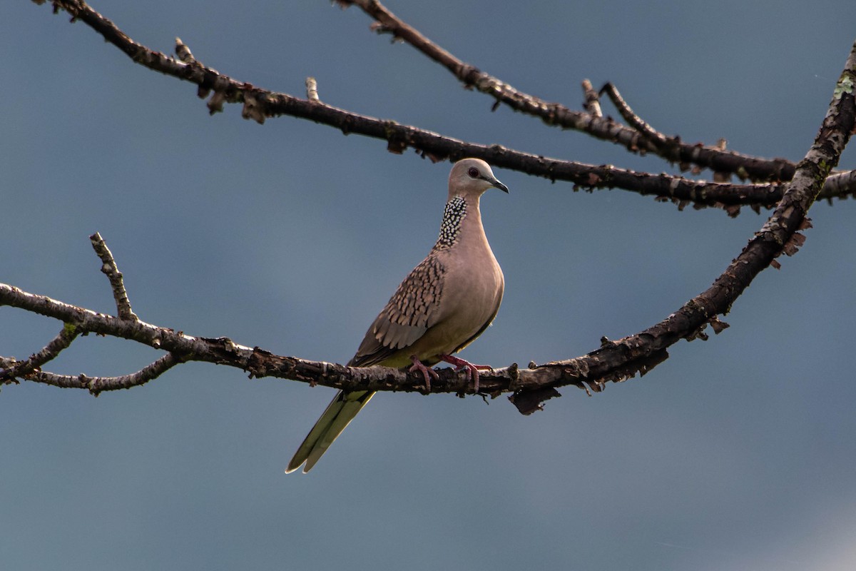 Spotted Dove - ML640036594