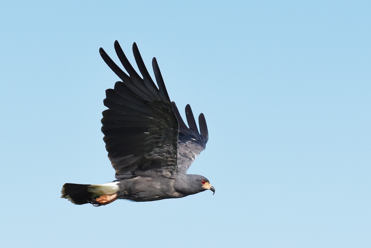 Snail Kite - ML640036601