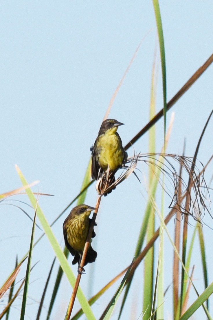 Unicolored Blackbird - ML640036616