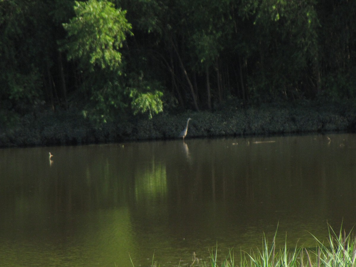 Great Blue Heron - ML640036621