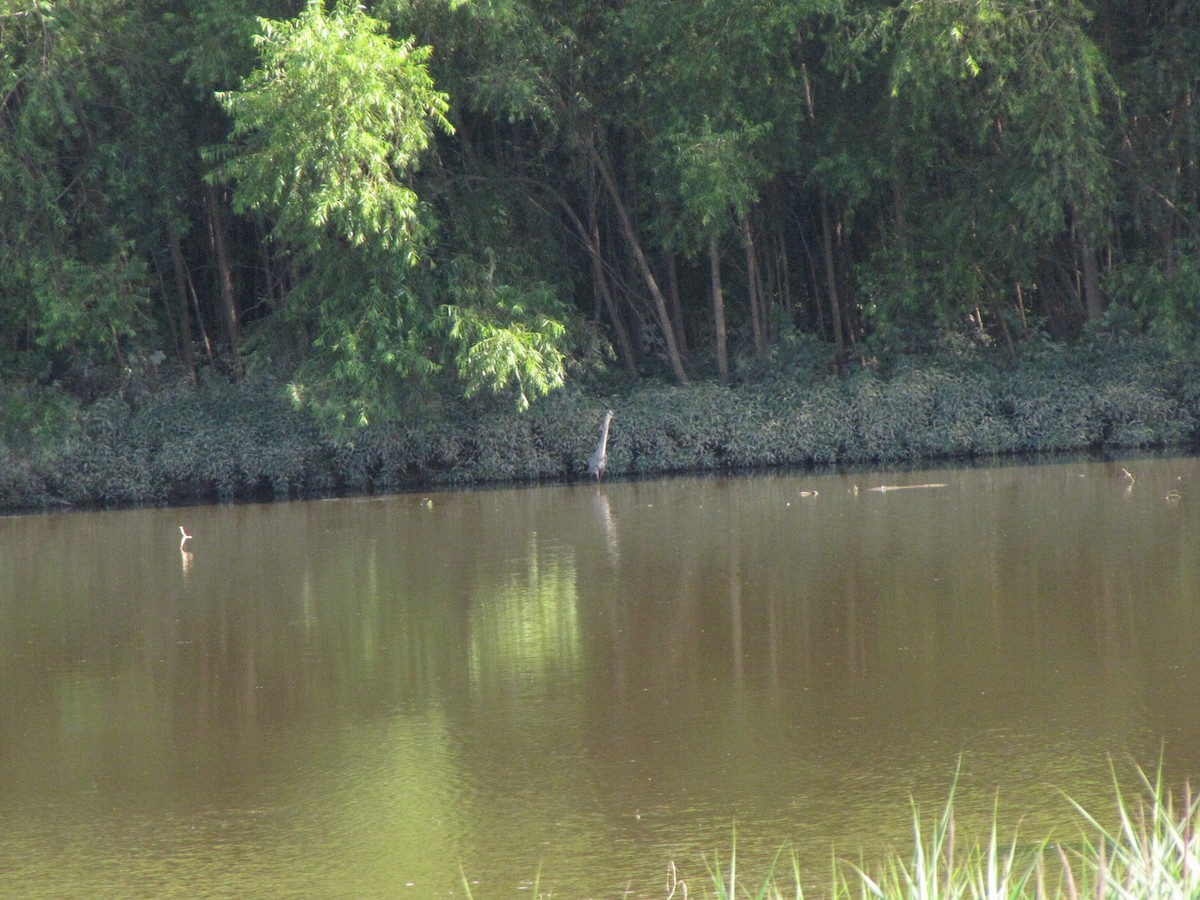 Great Blue Heron - ML640036623