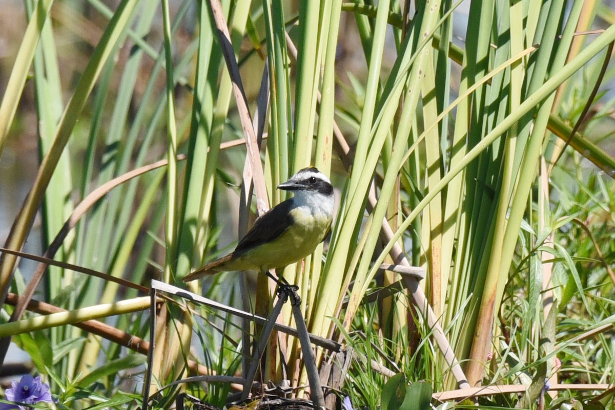 Great Kiskadee - ML640036626
