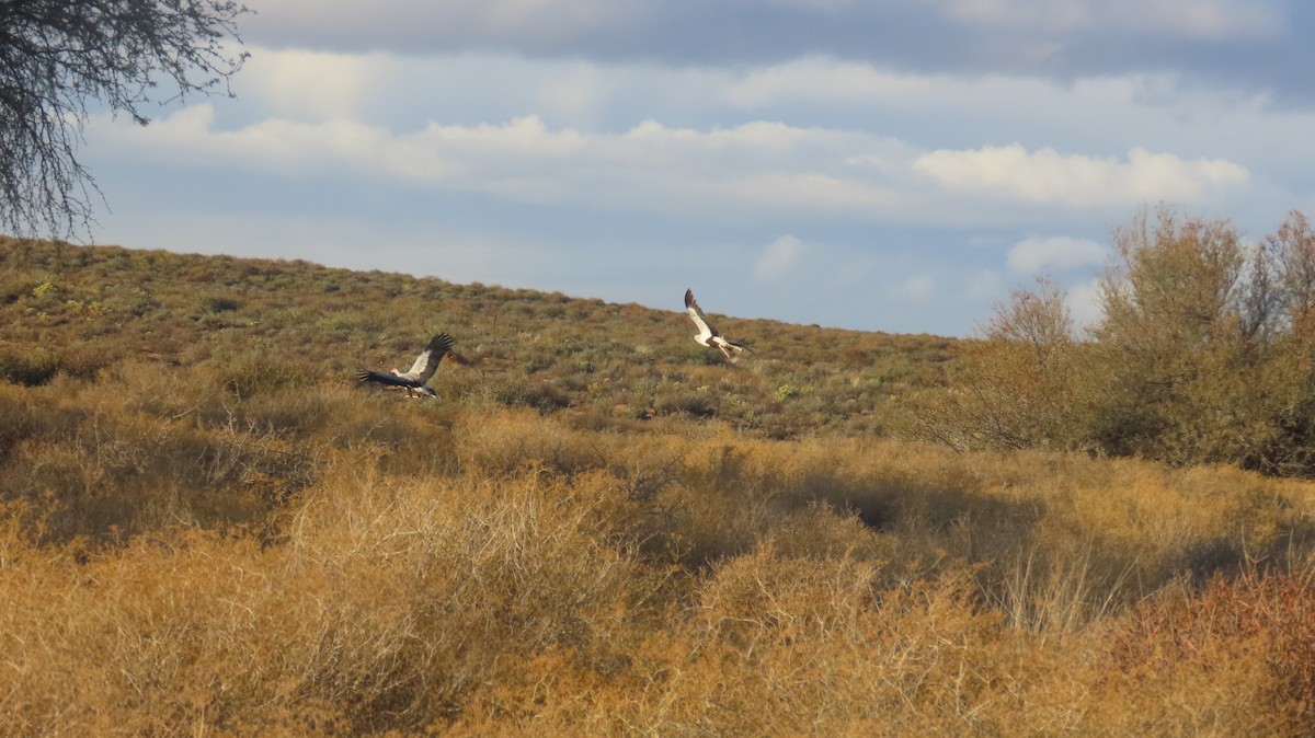לבלר - ML640036659