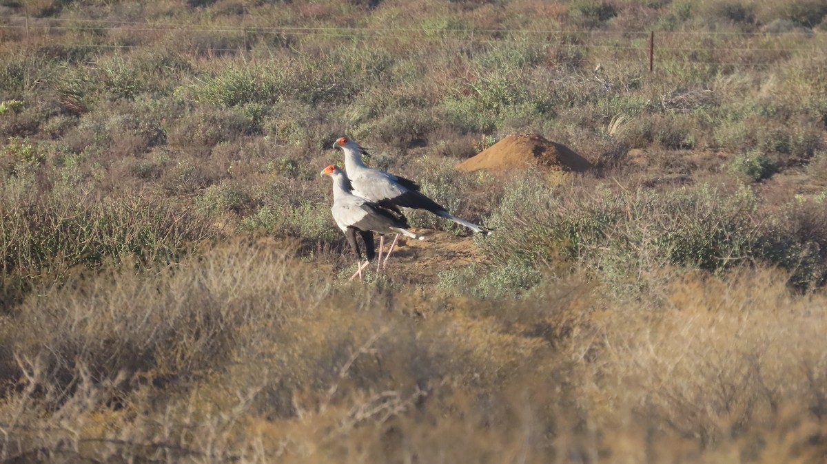 לבלר - ML640036660