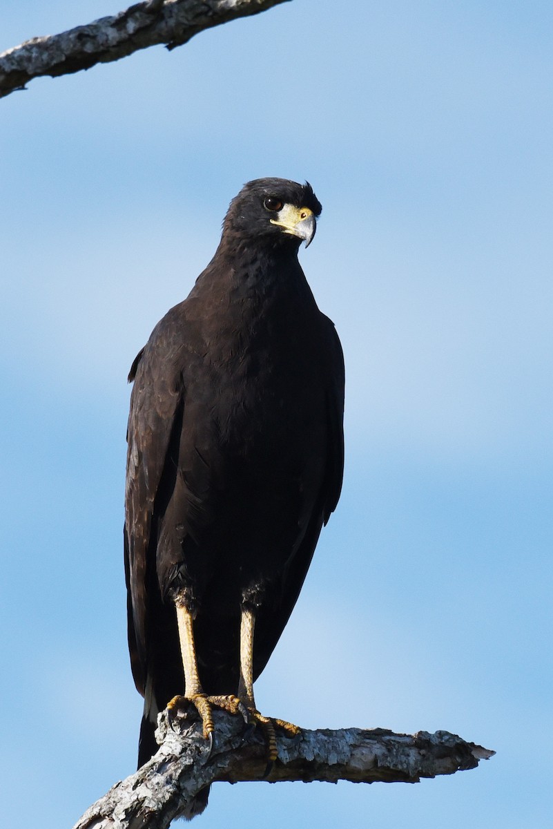 Great Black Hawk - ML640036689