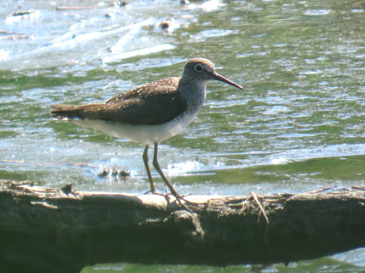 Solitary Sandpiper - ML640036755