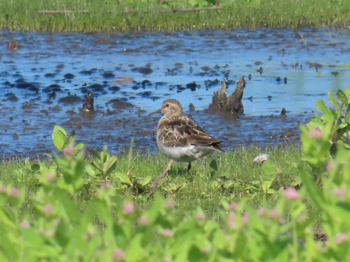 Least Sandpiper - ML640036760