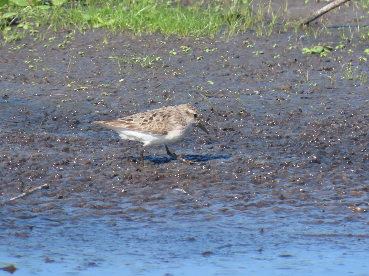 Semipalmated Sandpiper - ML640036764