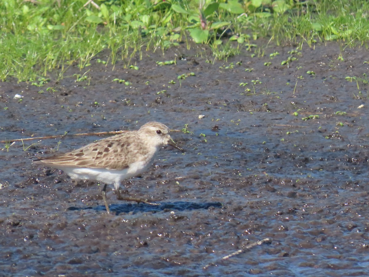 Semipalmated Sandpiper - ML640036765