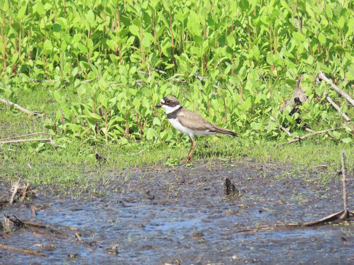 Semipalmated Plover - ML640036775