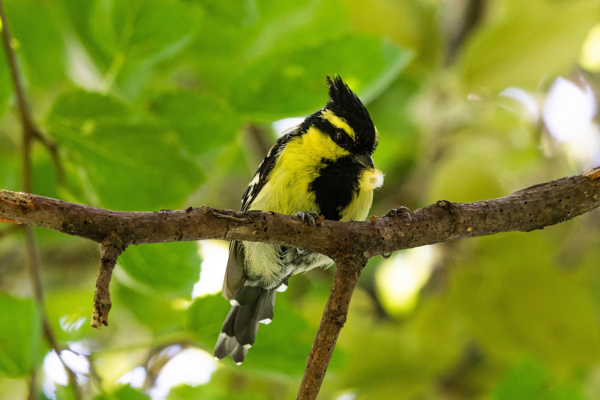 Himalayan Black-lored Tit - ML640036881