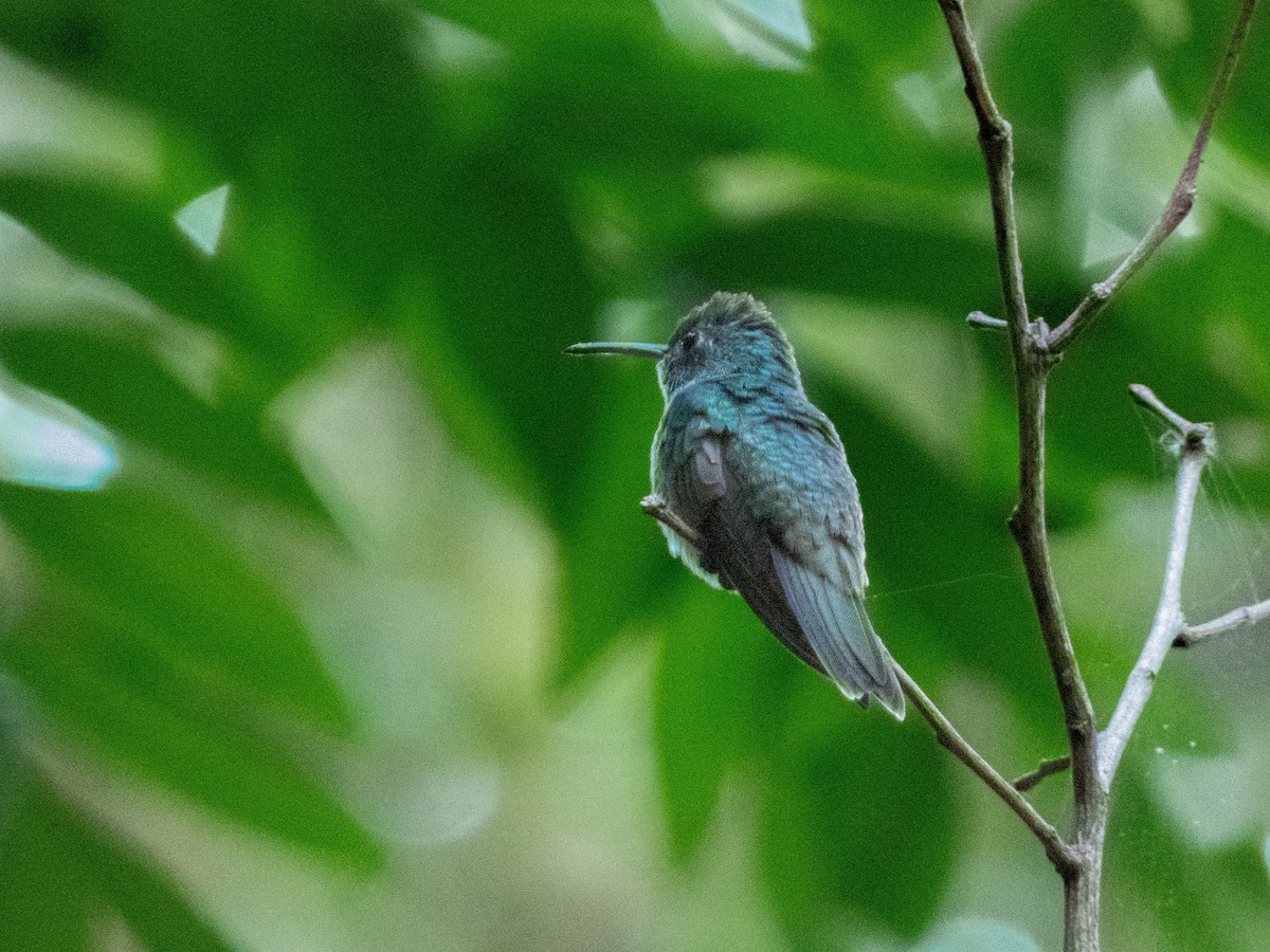 Honduran Emerald - ML640036927