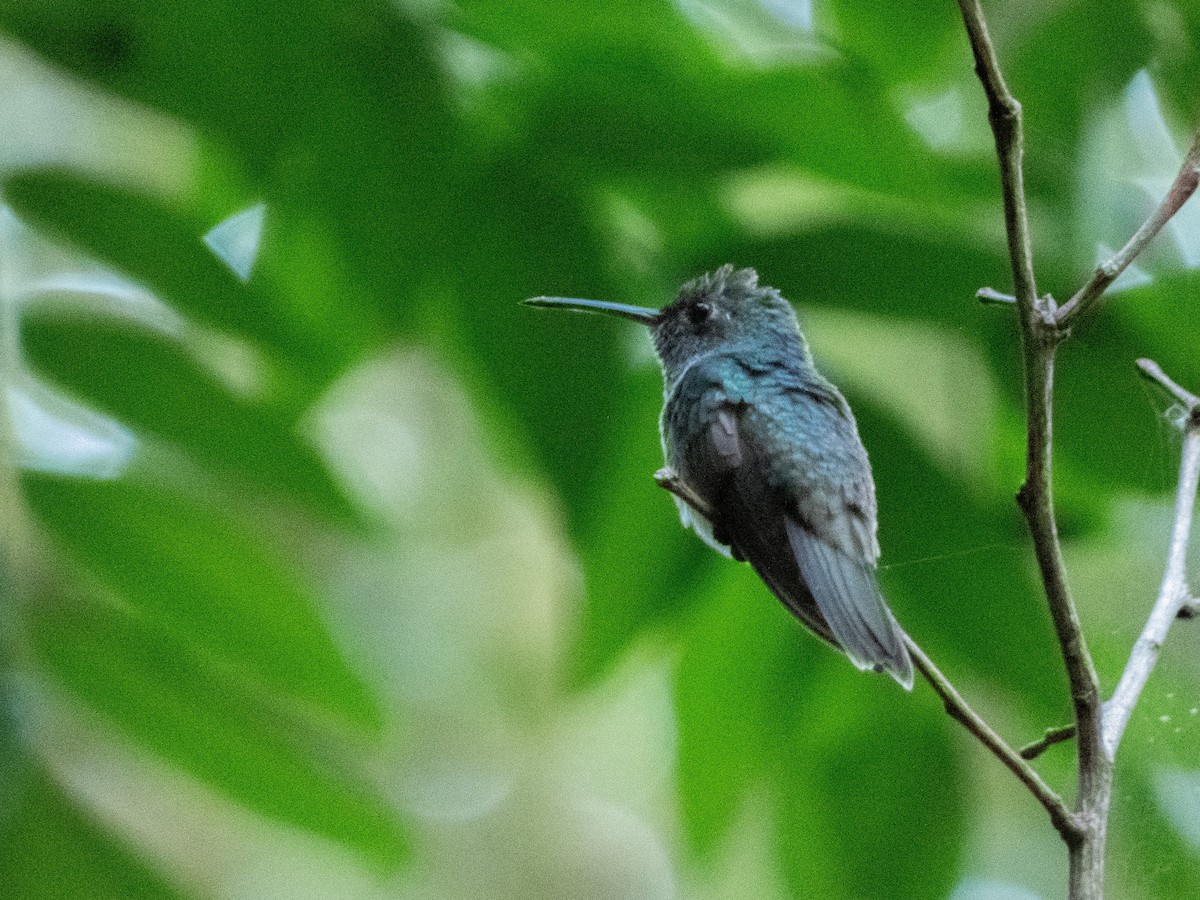 Honduran Emerald - ML640036928