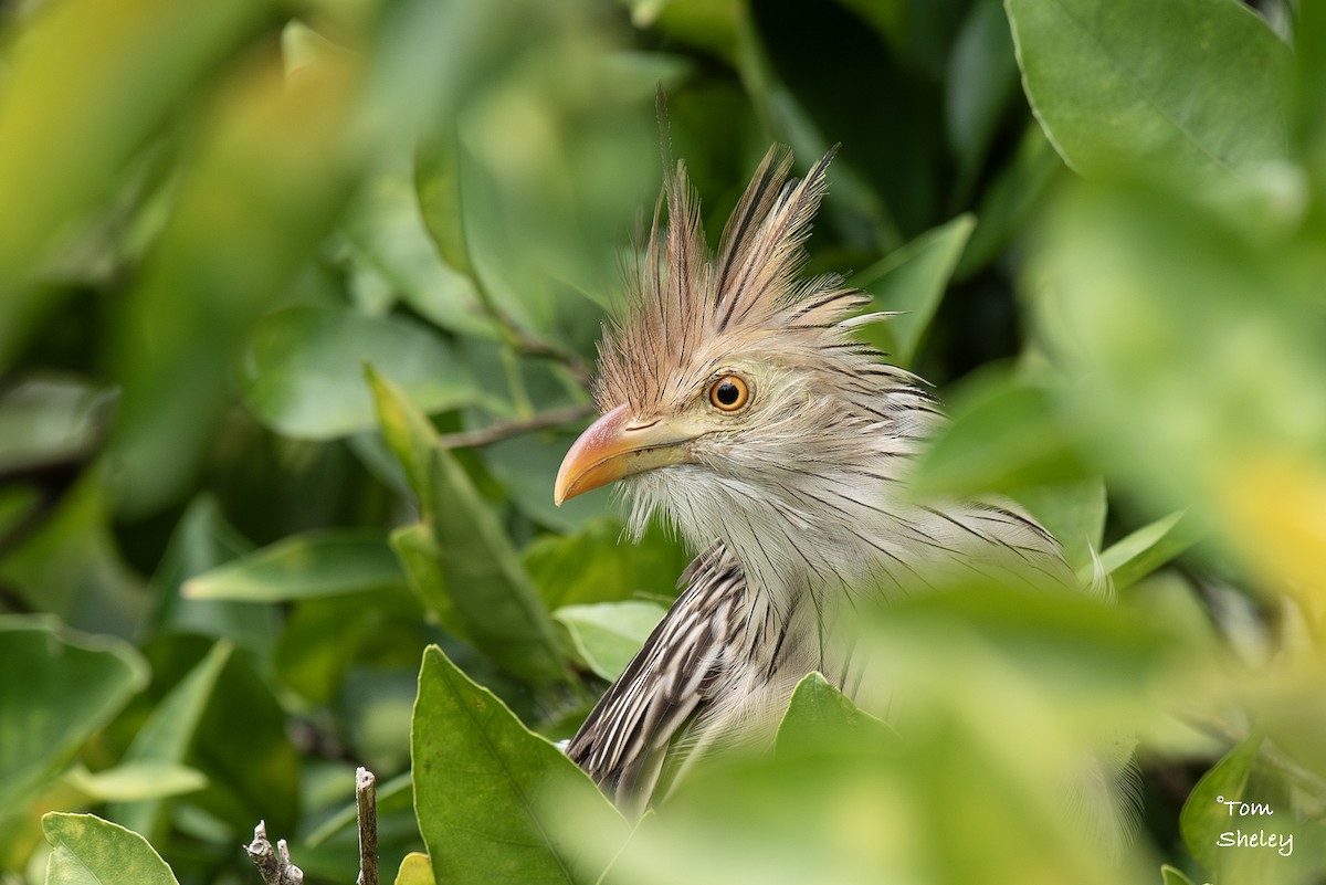 Guira Cuckoo - ML640036941