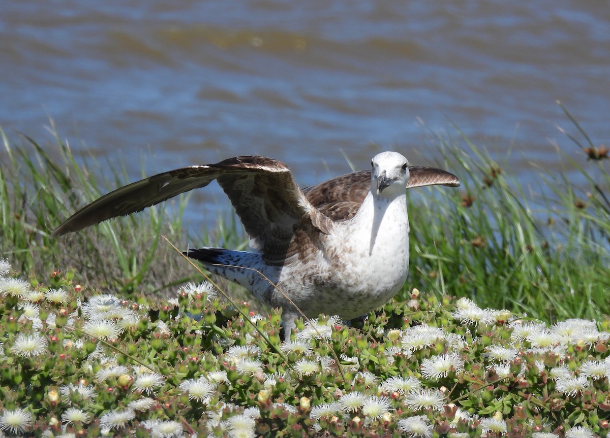 Kelp Gull - ML640037023