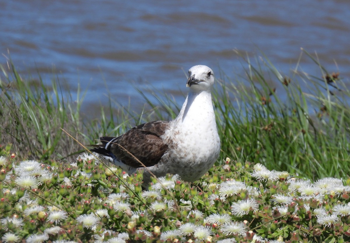 Kelp Gull - ML640037024