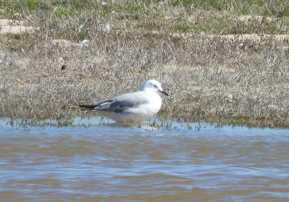 Hartlaub's Gull - ML640037034