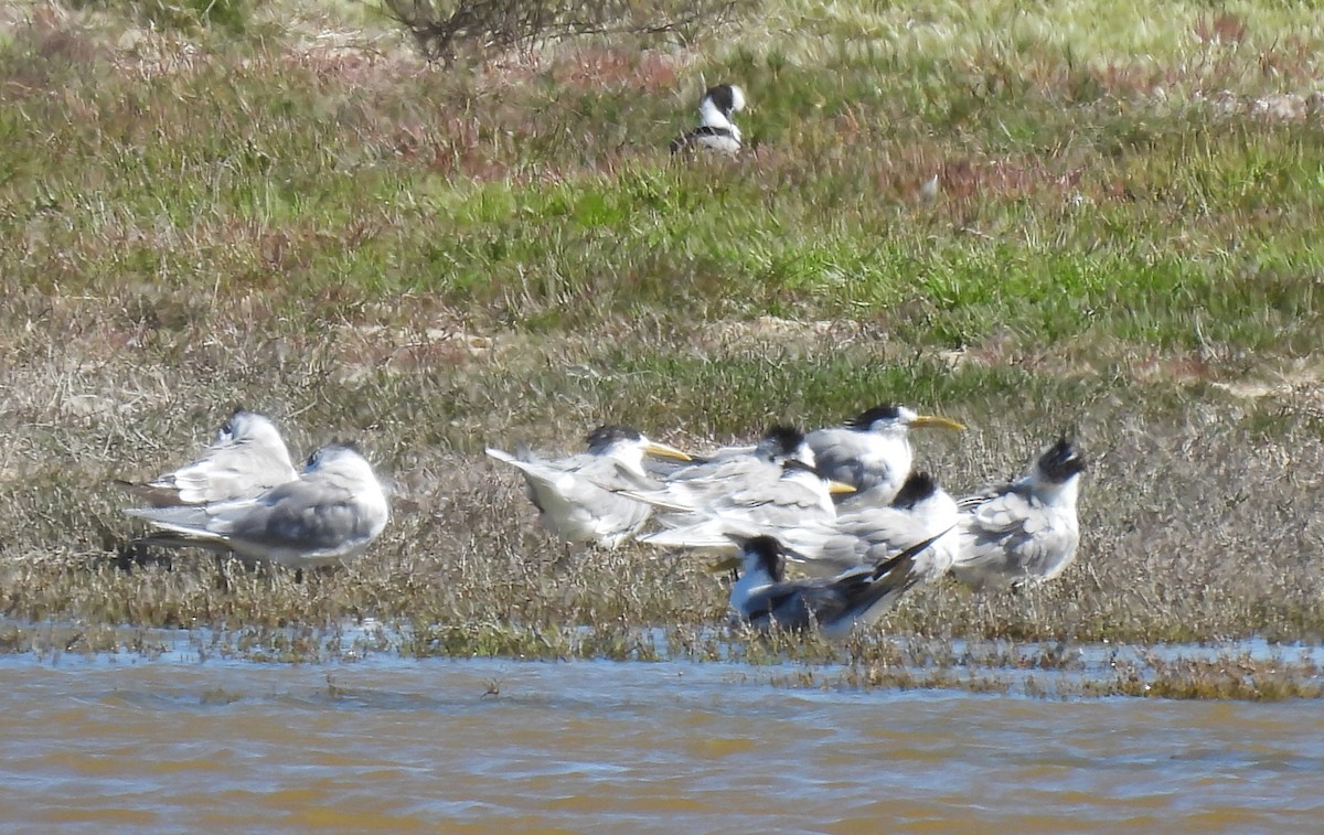 Great Crested Tern - ML640037049