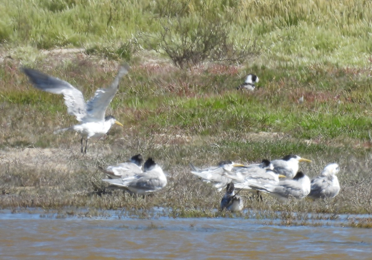 Great Crested Tern - ML640037050