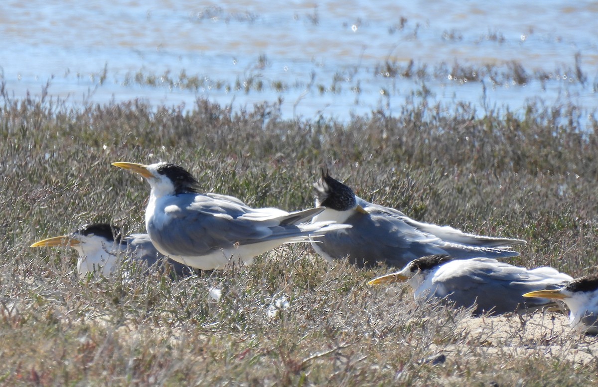 Great Crested Tern - ML640037051