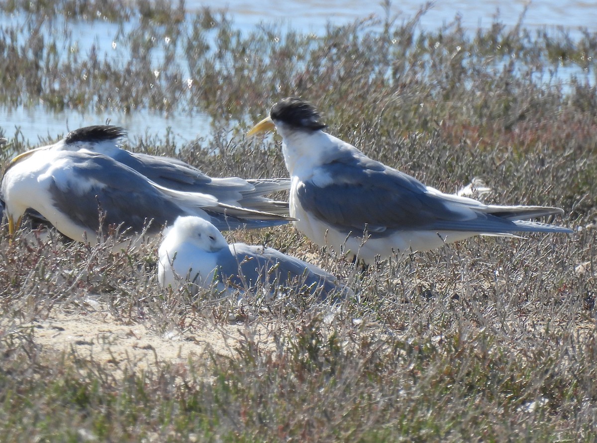 Hartlaub's Gull - ML640037054