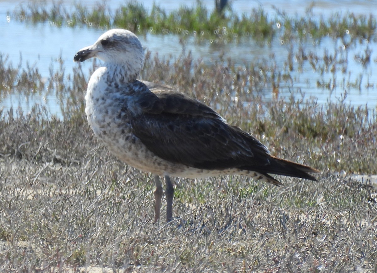 Kelp Gull - ML640037057