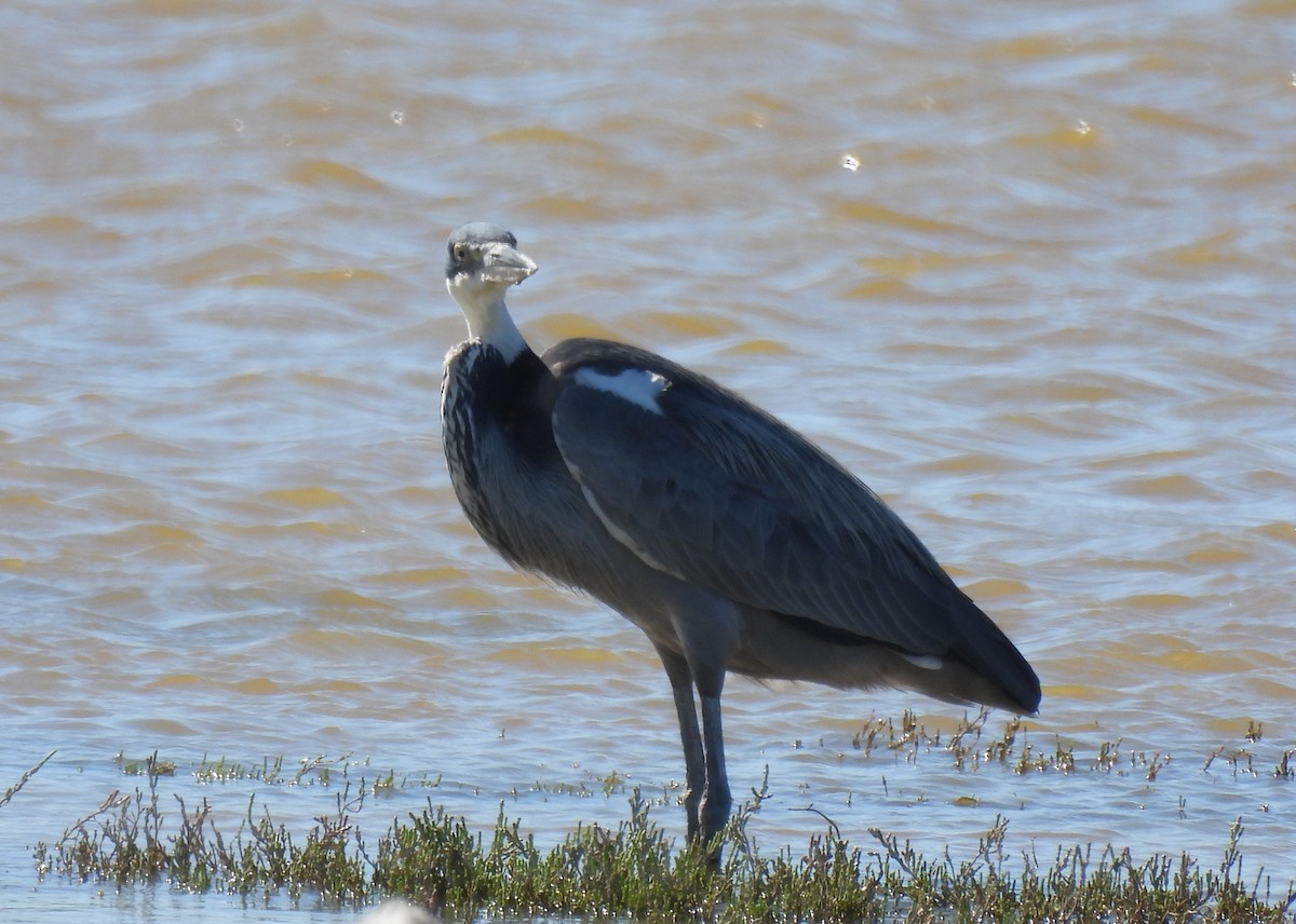 Black-headed Heron - ML640037073