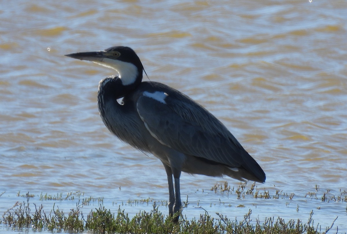 Black-headed Heron - ML640037074