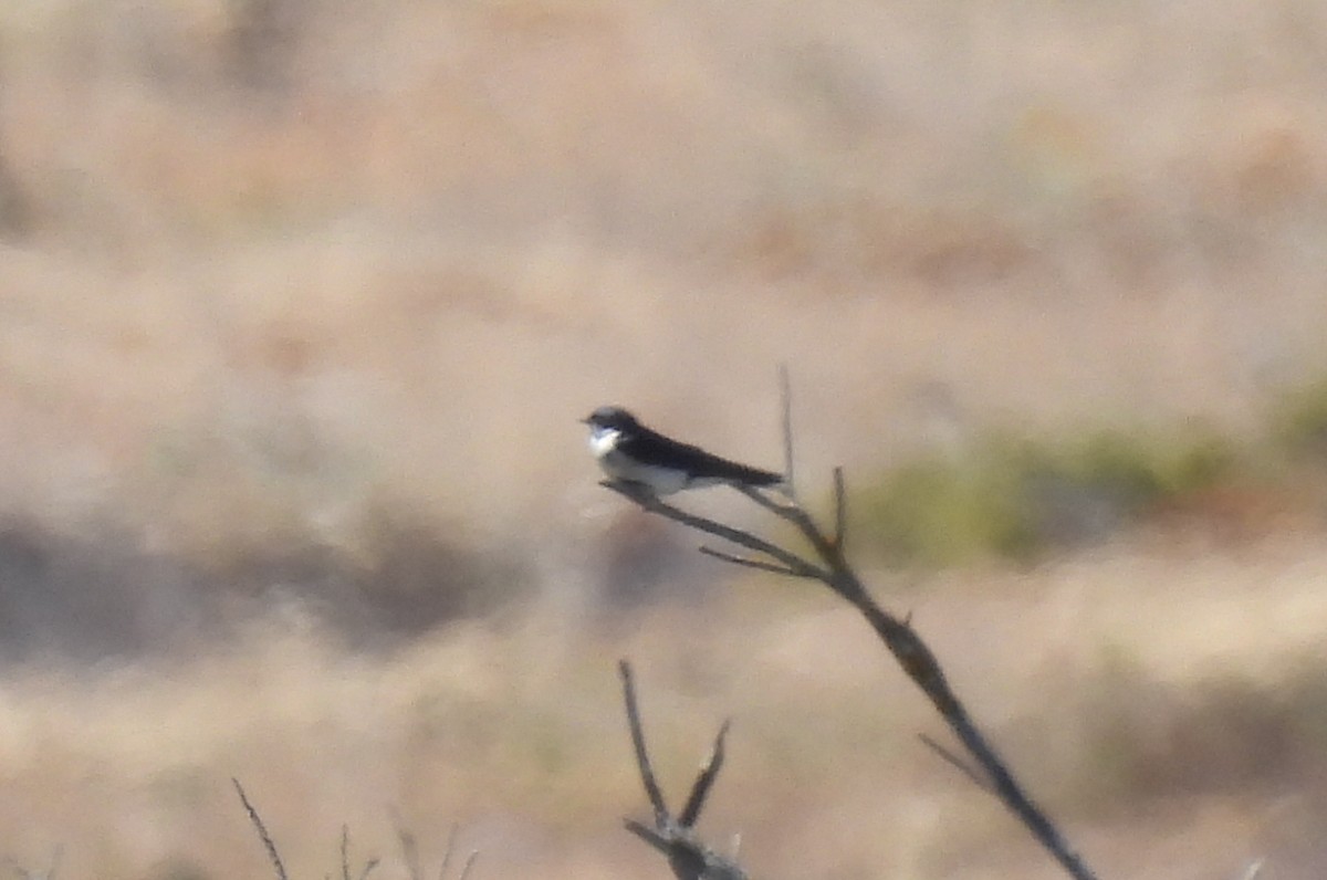 Pearl-breasted Swallow - ML640037123