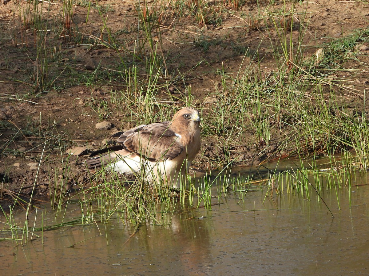 Aigle botté - ML640037162