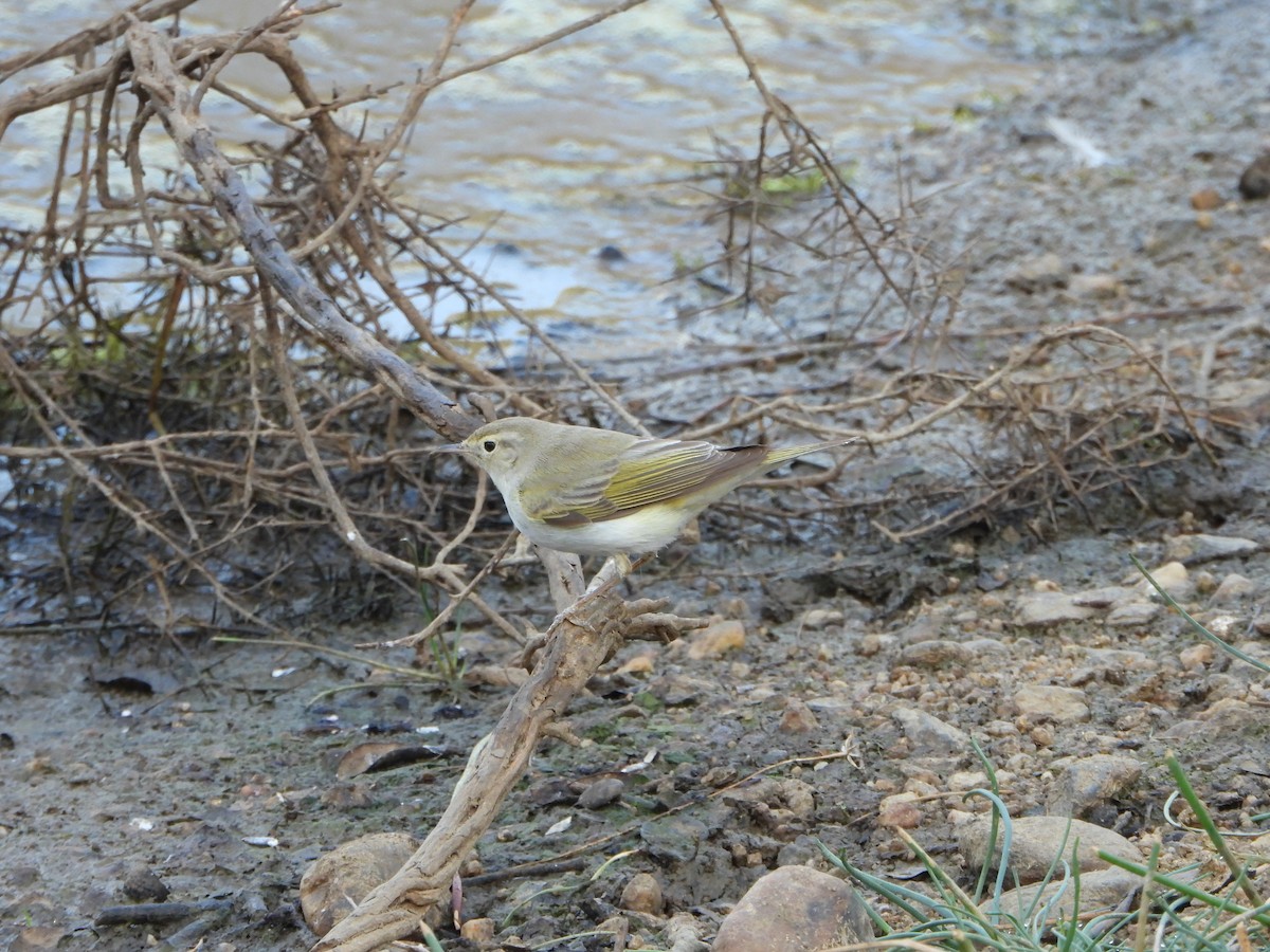 Pouillot de Bonelli - ML640037176