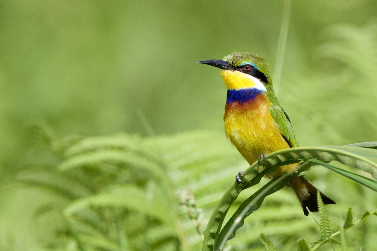 Blue-breasted Bee-eater - ML640037183